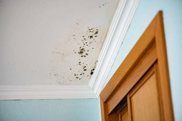 Best Industrial Mold Remediation in Chestnut Ridge, NY
