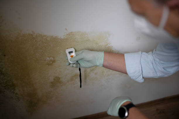 Best Post-Remediation Services in Chestnut Ridge, NY