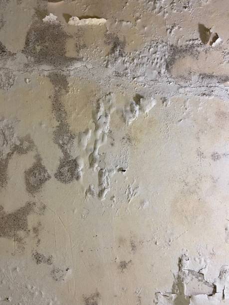 Best Preventive Mold Services in Chestnut Ridge, NY